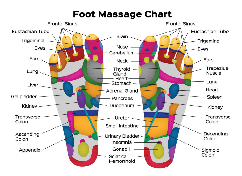 Färgglatt fotmassagediagram med reflexologipunkter på fotsulorna som visar olika organ och kroppsdelar, t.ex. hjärnan, öronen, lungorna, levern, njurarna, hjärtat, tunntarmen, urinblåsan m.m. Varje område är märkt för att visa vilket område i kroppen det motsvarar.